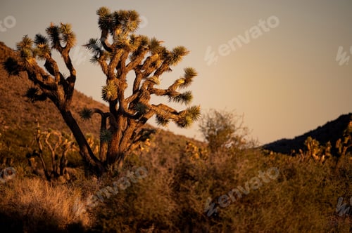 Preview: Joshua tree in desert landscape at sunset