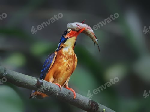 Vorschau: König Fischer