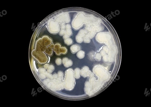 Preview: fungi on agar plate