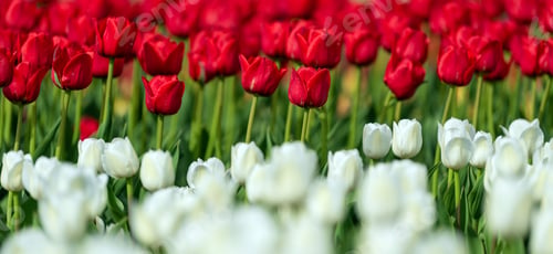 Preview: Spring fields of blooming tulip. Beauty outdoor scene