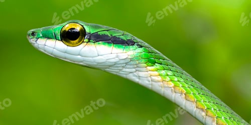 Preview: Parrot Snake, Corcovado National Park, Costa Rica