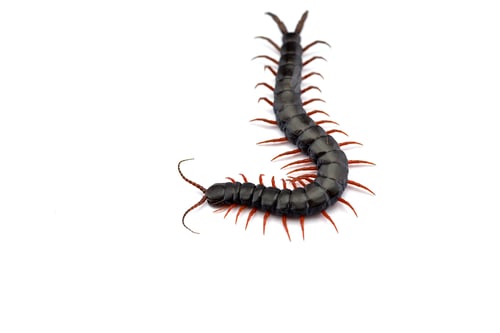 Preview: Giant centipede isolated on white background