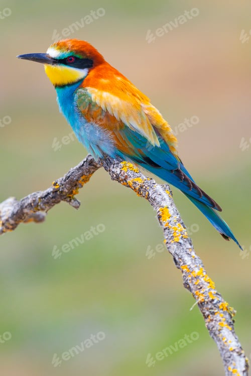 Preview: Bee-eater, Spain