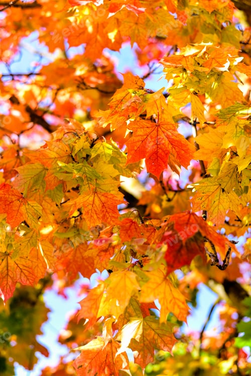 Preview: Maple autumn leaves on tree