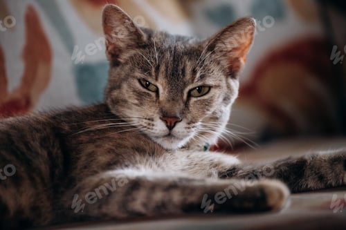 Vorschau: Süße Katze, die auf dem Sofa schläft
