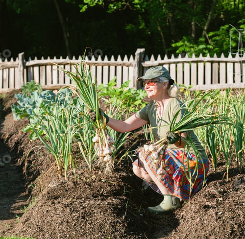 Preview: Garlic harvest