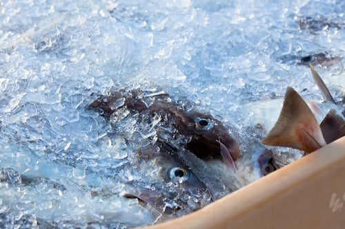 Preview: Catch of the day - Fresh Fish in Shipping Container