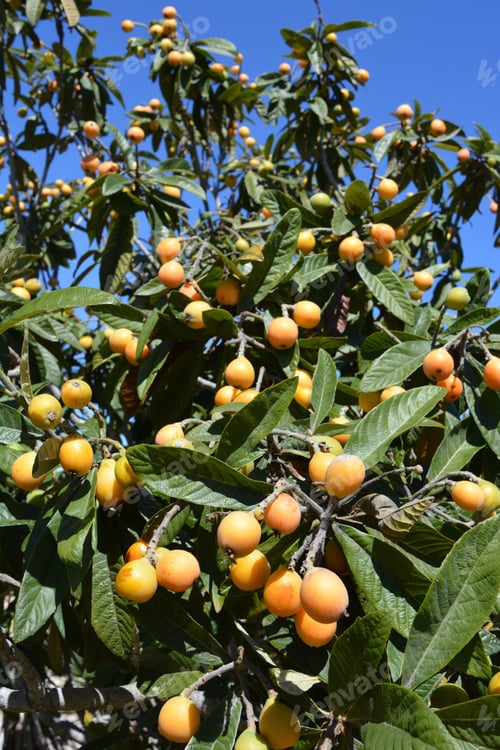 Preview: Nisperos ripening on tree against blue sky, Spain