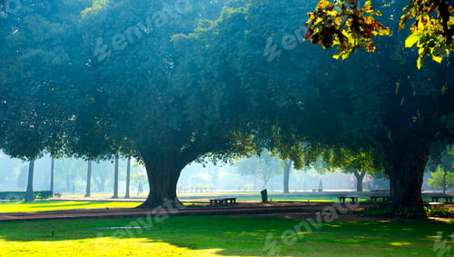 Preview: Tree in the garden at morning
