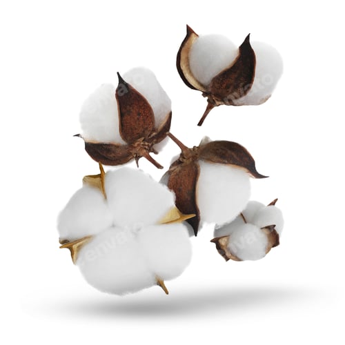 Preview: Beautiful cotton flowers falling on white background