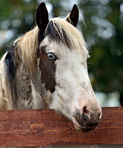 Preview: horse, mare, wilderness, stallion