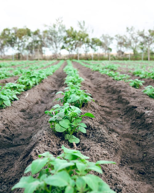 Preview: Agriculture farm, plant growth sustainability and field for carbon capture or ecology farming. Eco