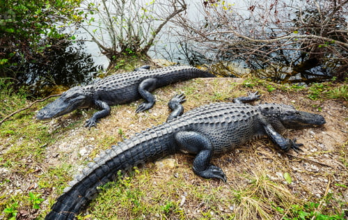 Preview: Alligator