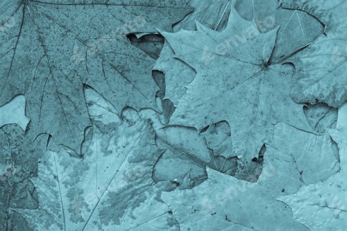 Preview: The Natural Textured Background From Maple Foliage Of Monotonous Blue Color