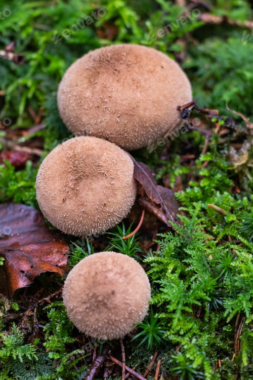 Preview: Lycoperdon perlatum a young white mushroom growing among moss and lichens in the forest