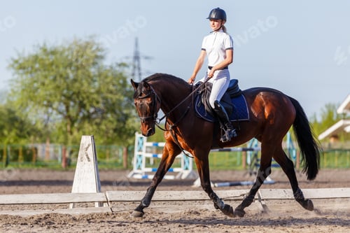 Preview: Young rider woman riding horse warming up before showjumping competition