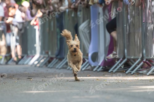 Preview: Dog agility competition.