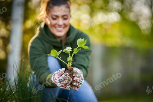 Preview: Young woman in the garden working on strawberry filed