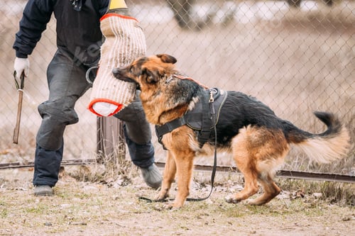 Preview: German Shepherd Dog training. Biting dog