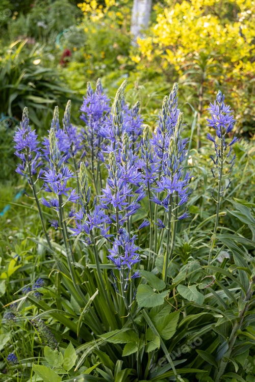 Preview: Camassia leichtlinii Caerulea flower in a garden