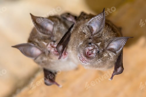 Preview: Two Greater horseshoe bat