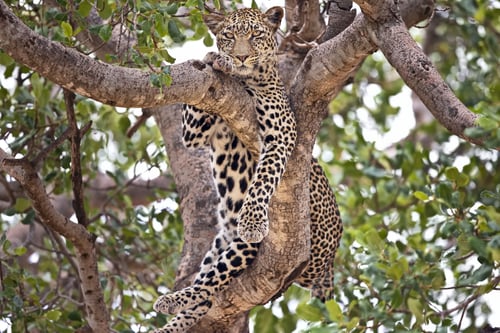 Preview: Majestic leopard relaxing in the tree in Serengeti, Tanzania