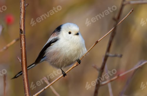 Preview: Long-tailed tit, Aegithalos caudatus. A bird sits on a bush branch