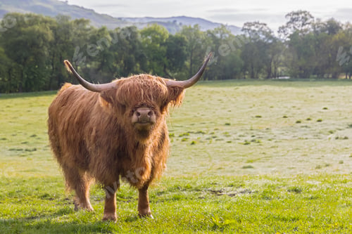Preview: Great Britain, Scotland, Scottish Highlands, Highland Cattle