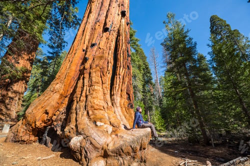 Preview: Sequoia