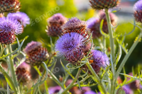Preview: Violet milk thistle flowers.