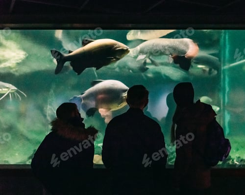Preview: Silhouette of a family at an aquarium on vacation