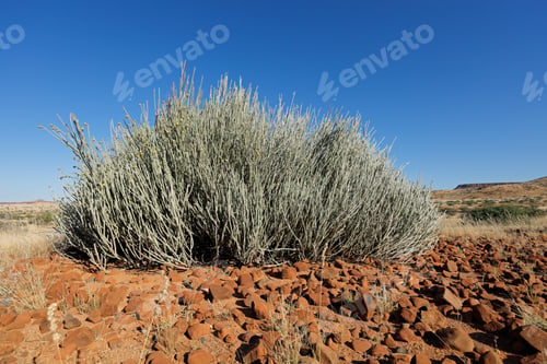 Preview: Damara milk-bush - Namibia