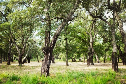 Preview: Countryside scene, an orchard with old fruit trees.
