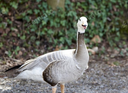 Preview: Bar--headed goose warning cal