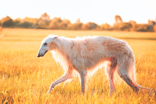Preview: White Russian Dog, Borzoi Walking Running In Summer Sunset Sunri