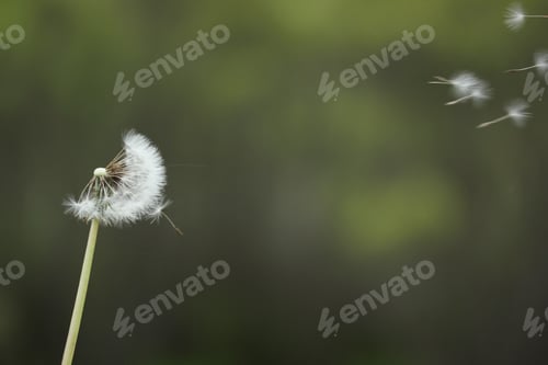 Dandelion Seed Head with Seeds Drifting Away