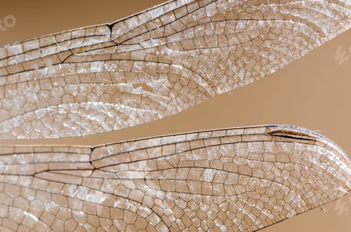 Preview: Macro shot of the wings of a dragonfly against a beige background