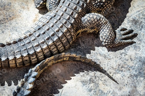 Preview: Closeup of crocodile skin texture