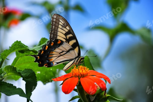 Preview: Colorful Yellow Swallowtail butterfly on an orange Zenia flower