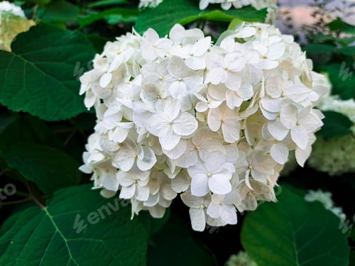 Preview: Blue Hydrangea (Hydrangea macrophylla) flower with dew in slight color from blue to purple.