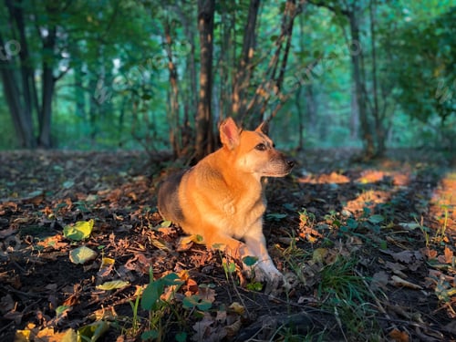 Preview: Portrait of German shepherd dog in the autumn forest lying down on the ground in the bright sunlight