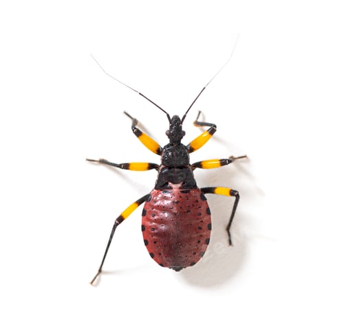 Preview: High view of a Second instar nymph of of Two-spotted assassin bug