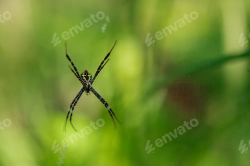 Preview: colorful spider on its intricate web against a soft natural green background symbolizing the beauty