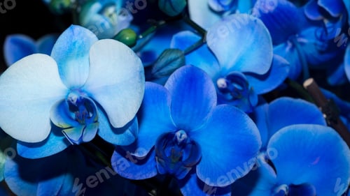 Preview: orchid, petal, colours, lovely, background