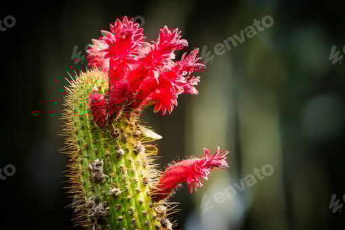 Preview: Red Flowers Blooming on a Thorny Cactus Plant
