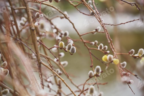 Preview: Different Plants Grow In The Park Background Image