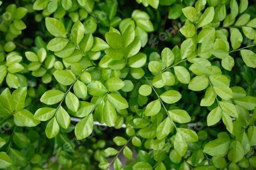 Preview: Green leaf with stalk growing in garden