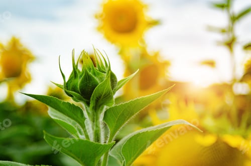 Preview: Sunflowers at field under blue sky somewhere in Ukraine