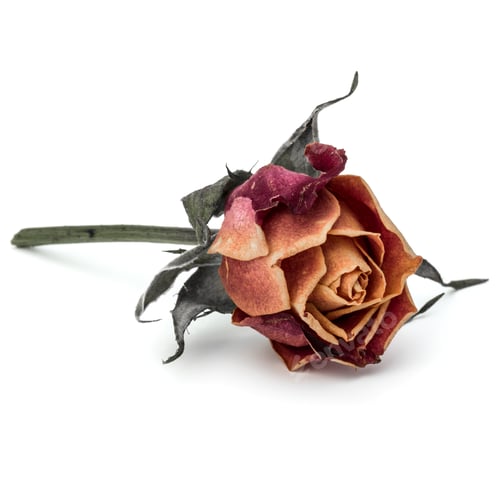 Preview: dried rose flower head isolated on white background cutout