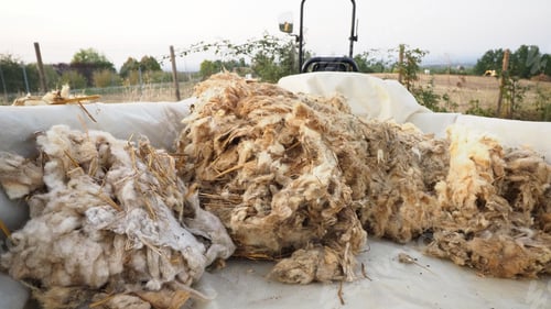 Preview: vegetables crops grow in organic vegetable garden during summertime, natural wool and plastic mulch